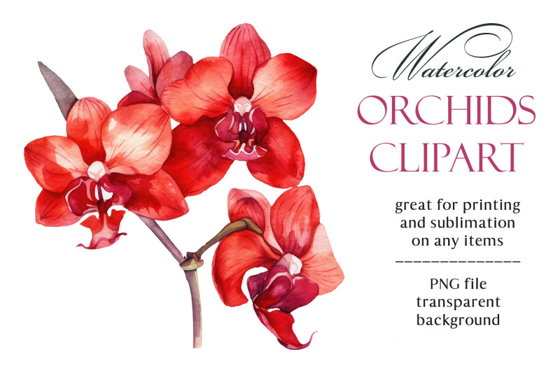 orchids-watercolor-clipart-collection-bundle