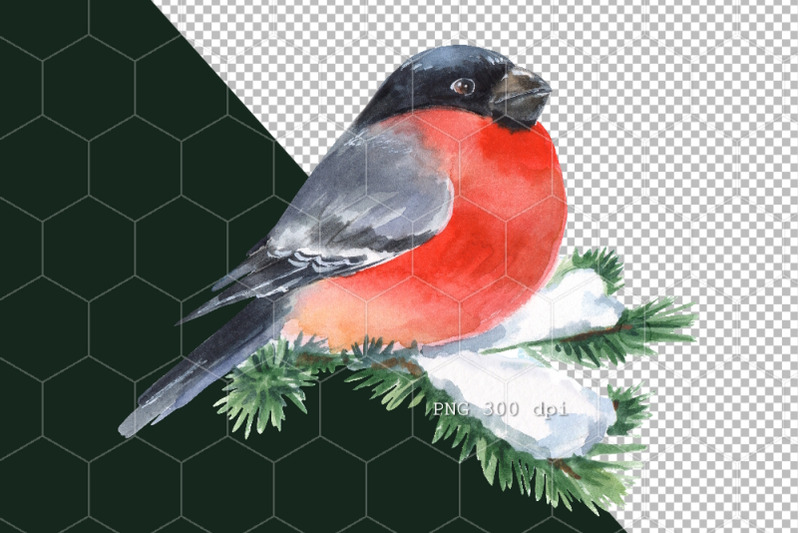 watercolor-bullfinch-bird-png-sublimation-design