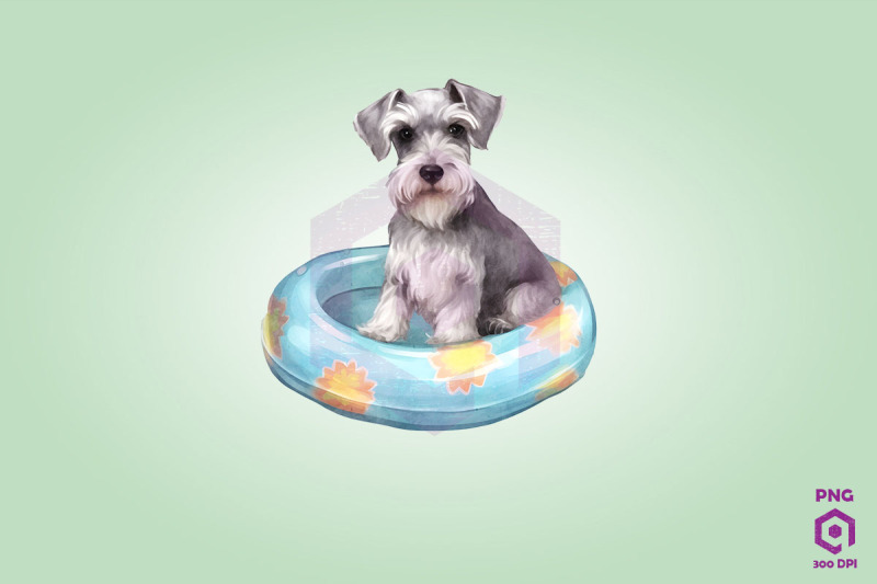 miniature-schnauzer-wearing-swim-float