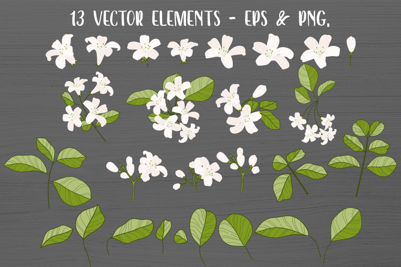 vector-vintage-jasmine-clipart-white-flower-clip-art-vintage-flowe