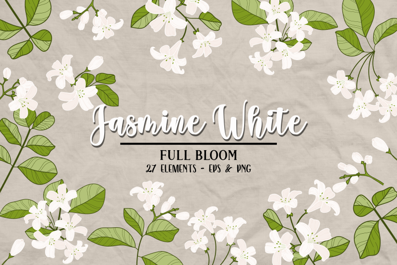 vector-vintage-jasmine-clipart-white-flower-clip-art-vintage-flowe