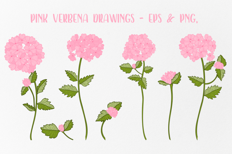 vector-vintage-verbena-flower-clipart-clip-art-5-color-variations