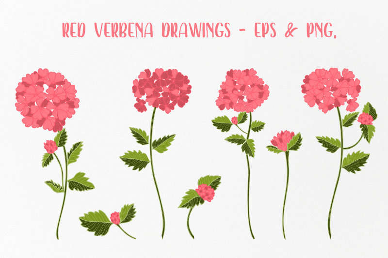 vector-vintage-verbena-flower-clipart-clip-art-5-color-variations