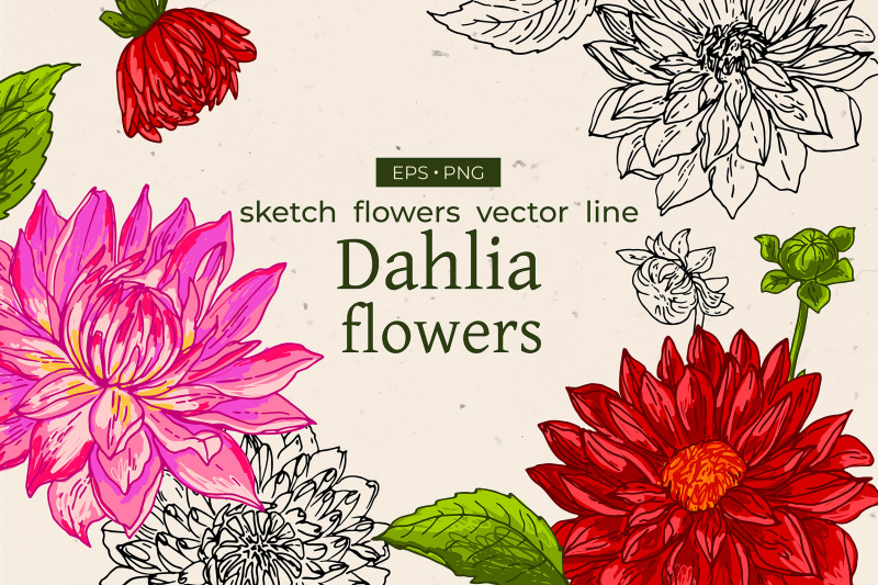 dahlia-flower-sketch-flower