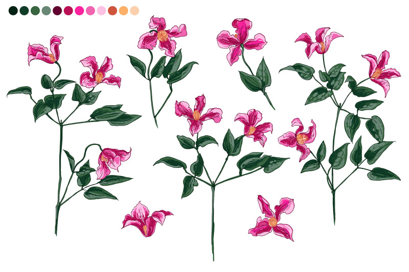 clematis-flower-sketch-flowers