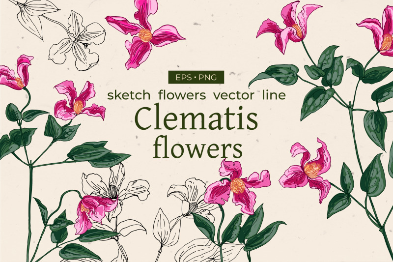 clematis-flower-sketch-flowers
