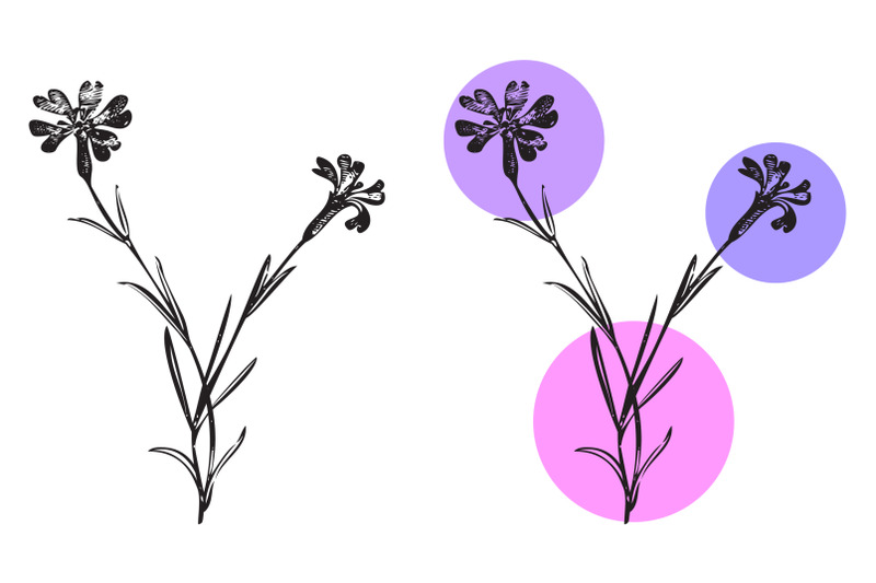 botanical-hand-drawn-plants-wildflowers-bouquet-isolated-on-backgroun