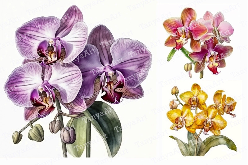 orchid