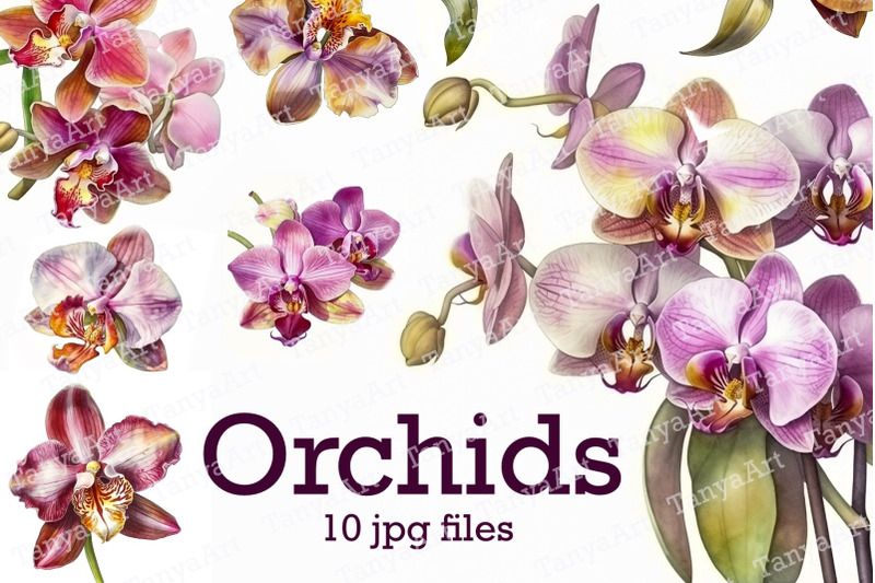 orchid