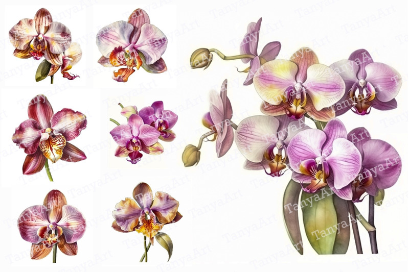 orchid