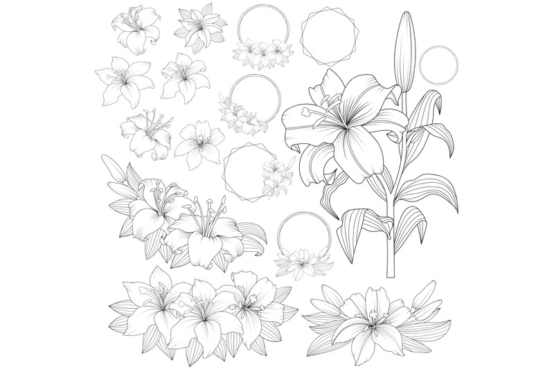 vector-outline-lily-floral-frames