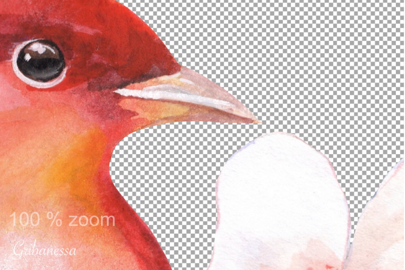 bird-floral-sublimation-red-watercolor-bird-png