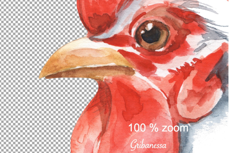 rooster-watercolor-sublimation-png