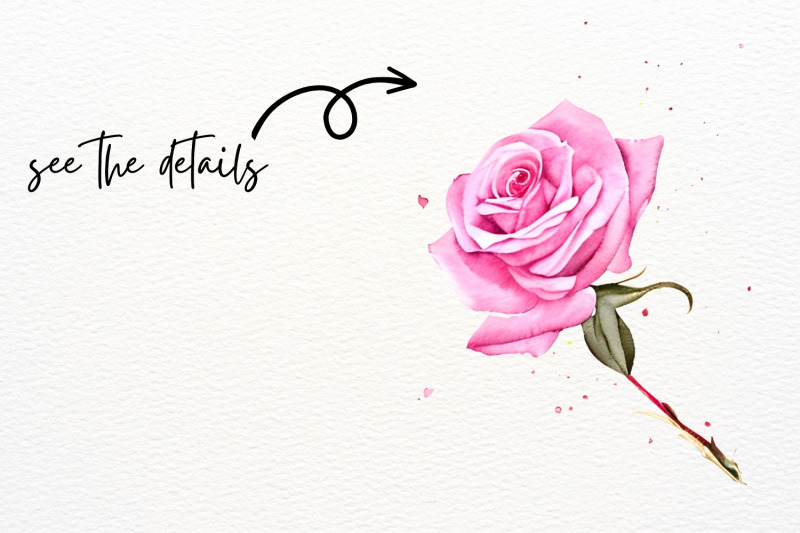 watercolor-roses-roses-illustrations