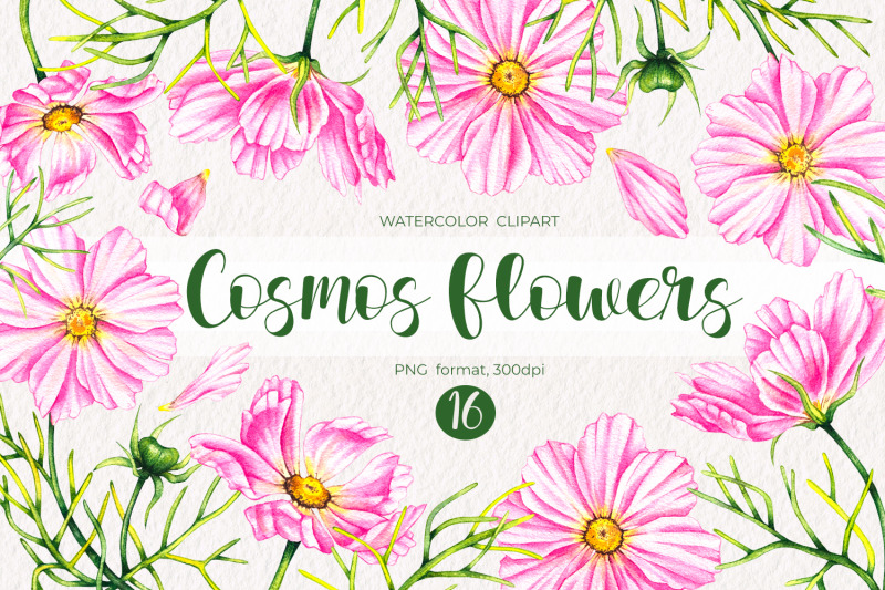 watercolor-cosmos-flowers-watercolor-clipart-png