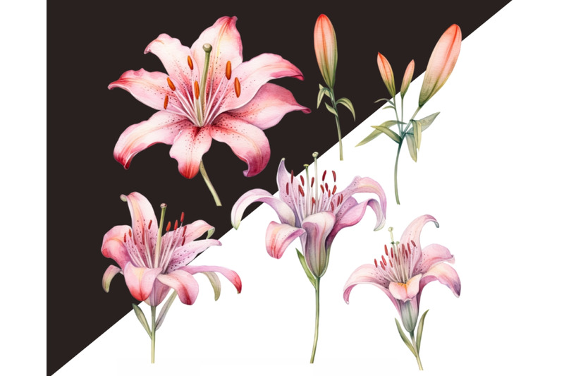 watercolor-lilies-flowers-png-clipart