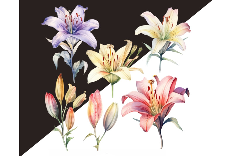 watercolor-lilies-flowers-png-clipart