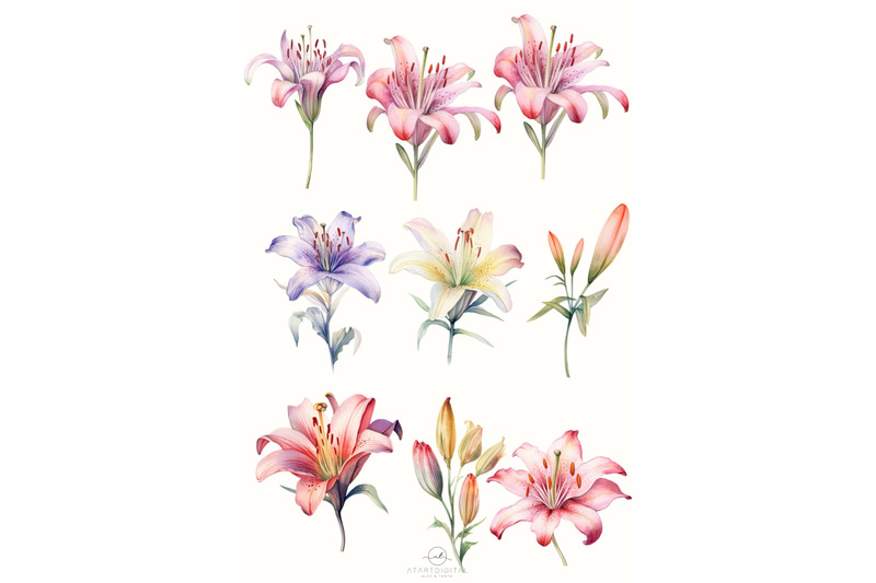 watercolor-lilies-flowers-png-clipart