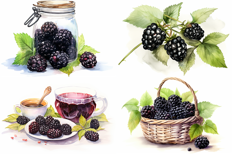 blackberry-fruit-watercolor-collection