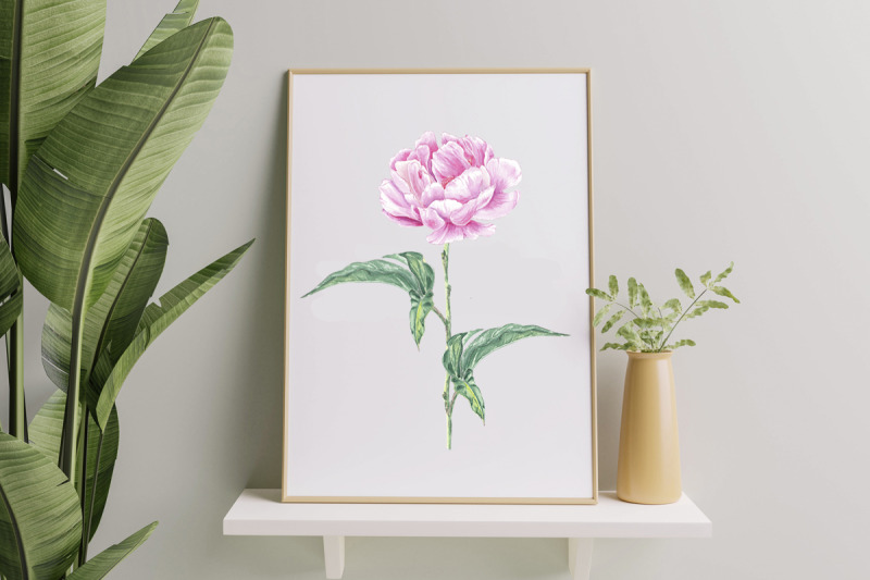 watercolor-clipart-pink-peony-flowers-illustration-png-jpg