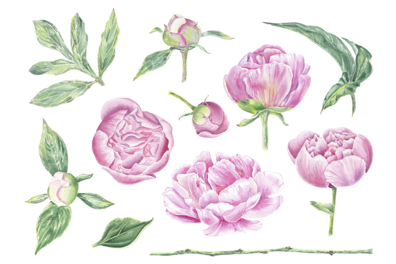 watercolor-clipart-pink-peony-flowers-illustration-png-jpg