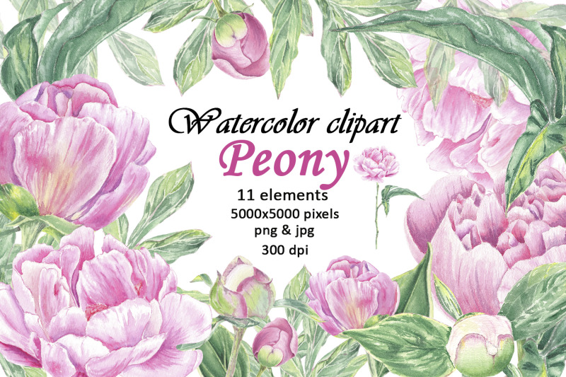 watercolor-clipart-pink-peony-flowers-illustration-png-jpg