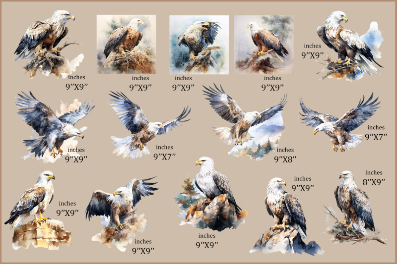 watercolor-bald-eagle-clipart-bundle-bald-eagle-png-bird-set