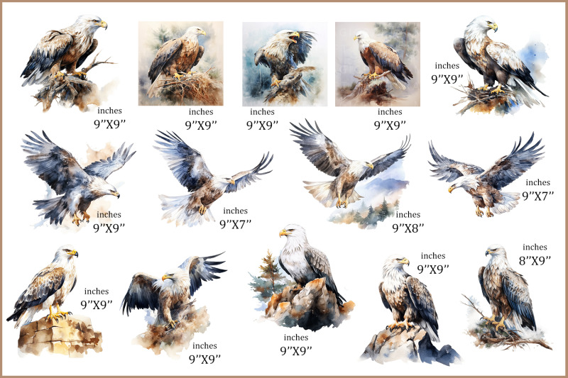 watercolor-bald-eagle-clipart-bundle-bald-eagle-png-bird-set