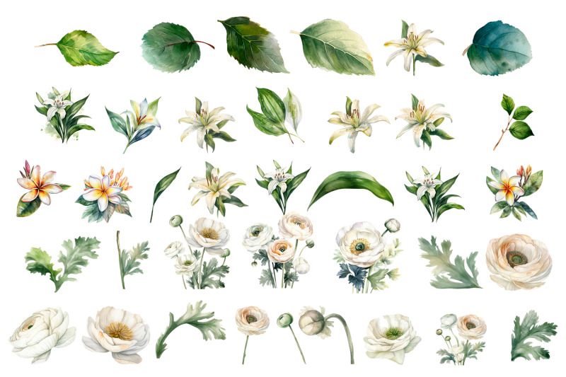 white-flower-watercolor-clipart-collection-bundle