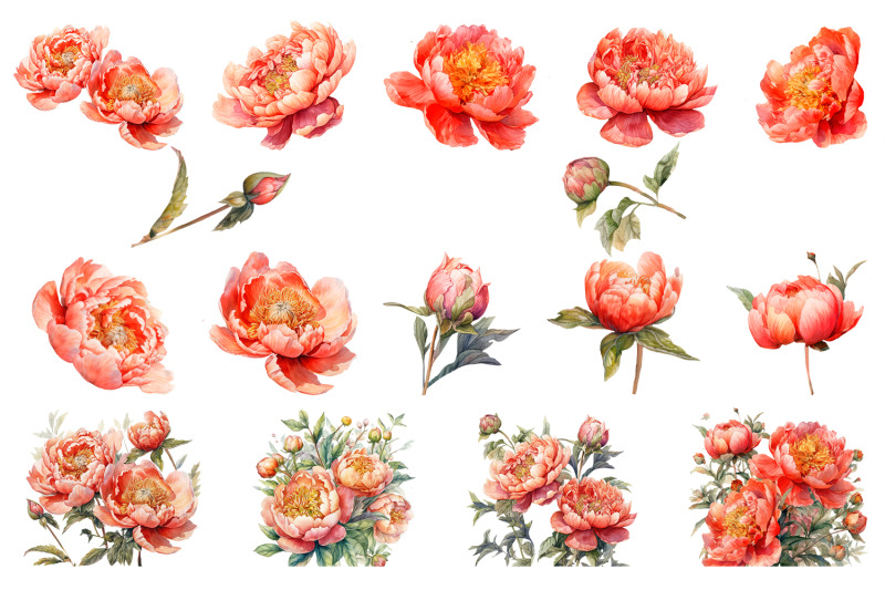 watercolor-peony-flower-clipart-bundle