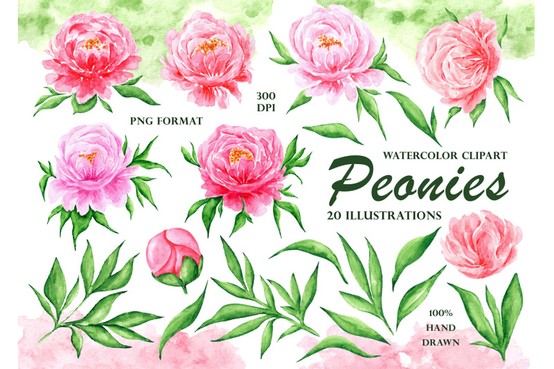 pink-peonies-watercolor-clipart-peonies-illustration-flowers-leaves