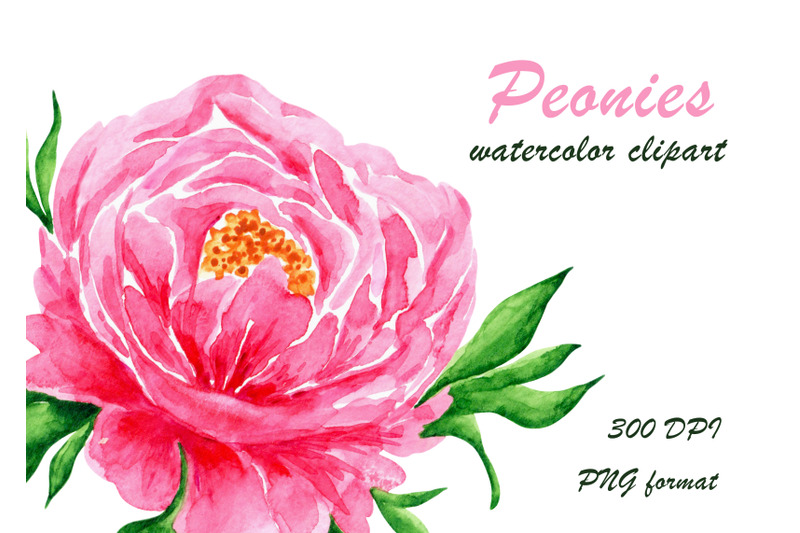 pink-peonies-watercolor-clipart-peonies-illustration-flowers-leaves