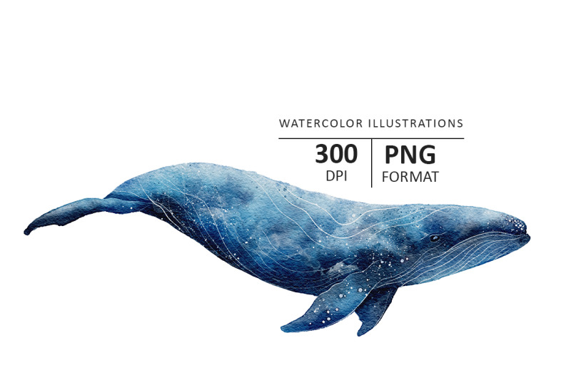 whale-watercolor-illustration