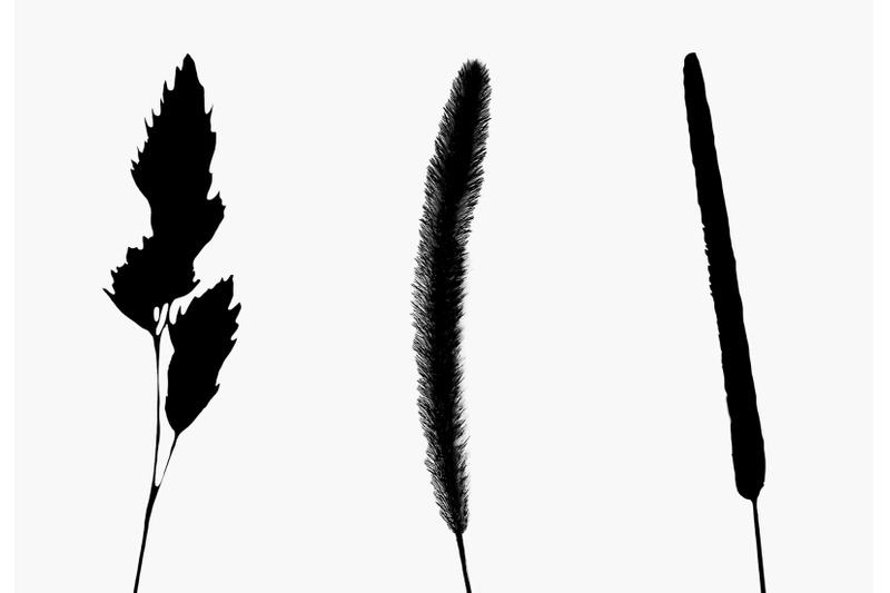 realistic-plant-photo-picture-silhouette-botanic-design-pack