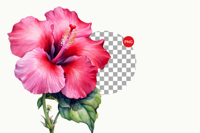 hibiscus-watercolor-clipart