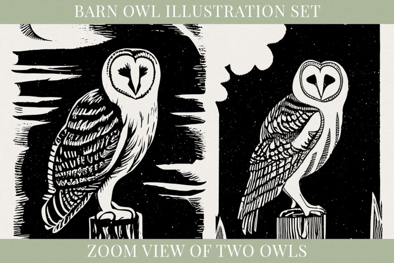 barn-owl-illustration-set