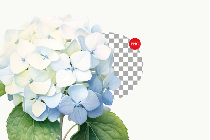 watercolor-hydrangea-clipart