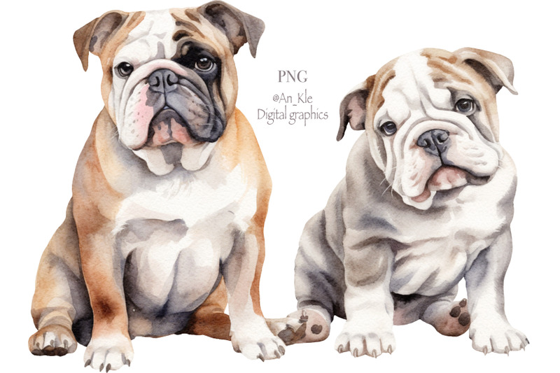 english-bulldog