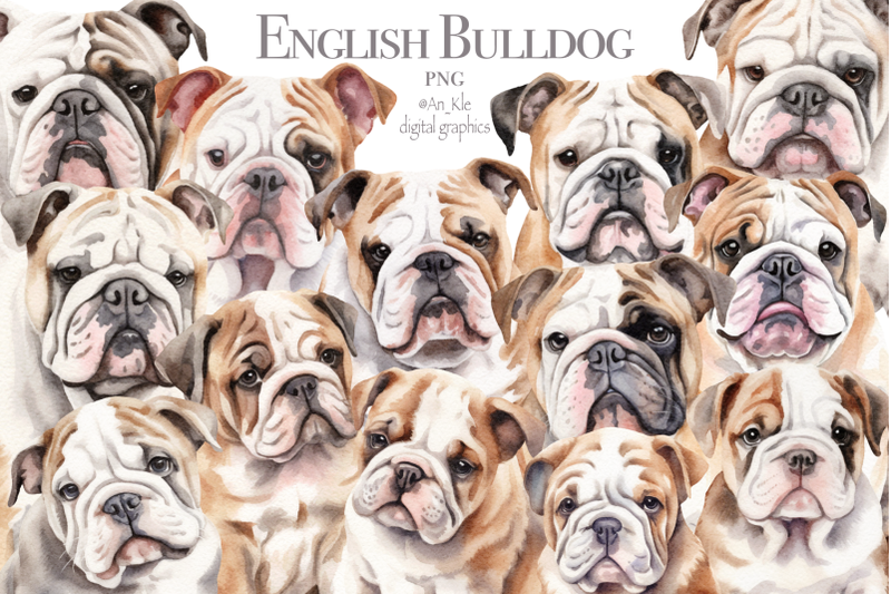 english-bulldog