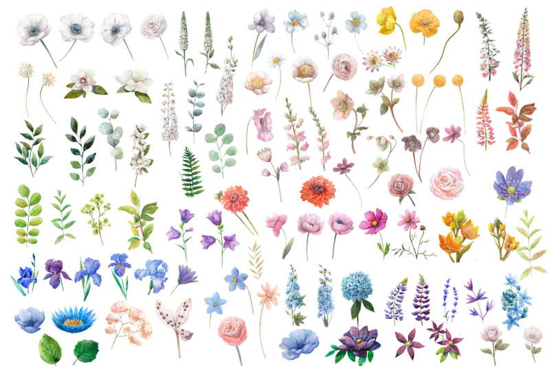 watercolor-summer-wild-flowers