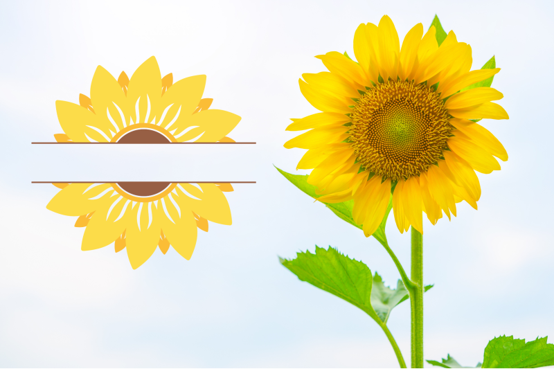 sunflower-clipart-svg-bundle