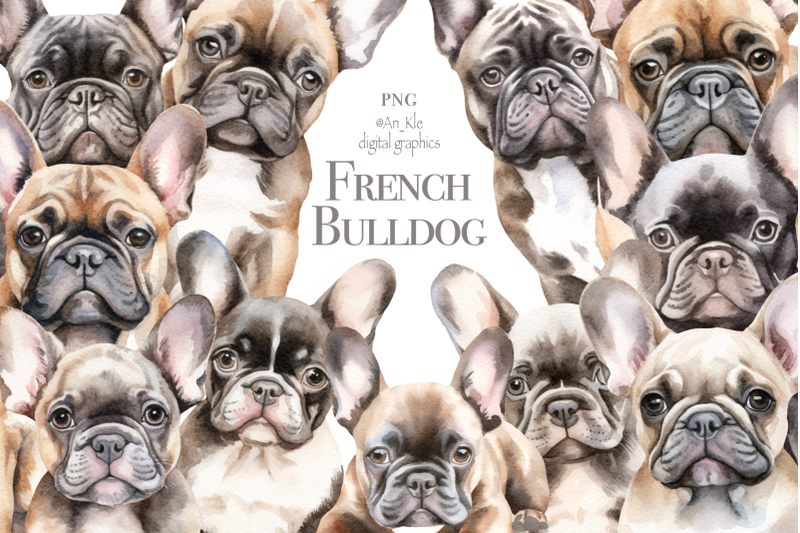 french-bulldogs