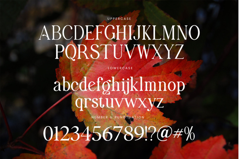 maximum-visionary-ligature-family-serif-font