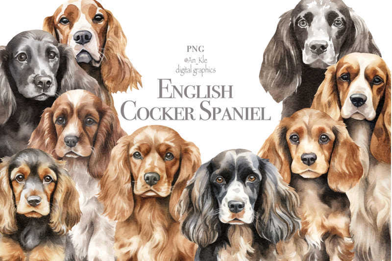 english-cocker-spaniel