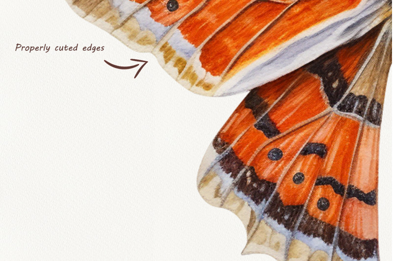 butterfly-moths-watercolor-clipart