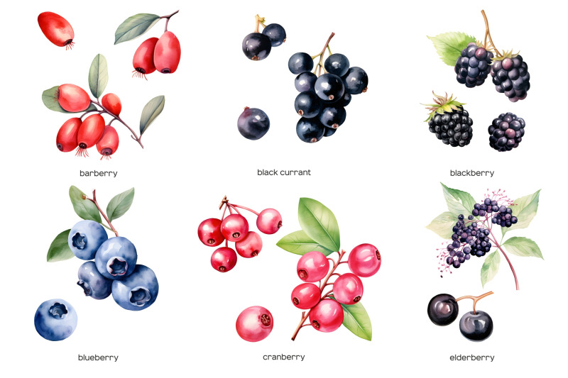 watercolor-berries-clipart-wild-berry-clip-art-41-png