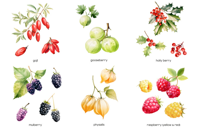 watercolor-berries-clipart-wild-berry-clip-art-41-png