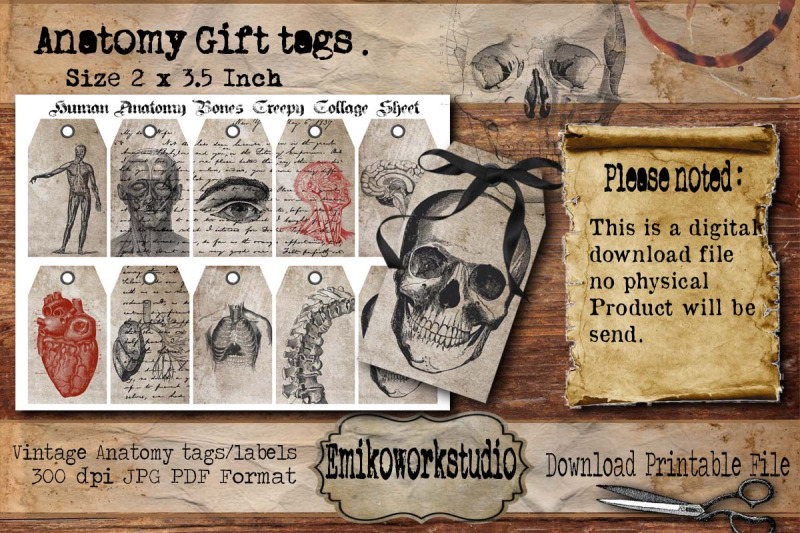 human-anatomy-skull-ephemera-card-collage-sheet-anatomy-digital-tags