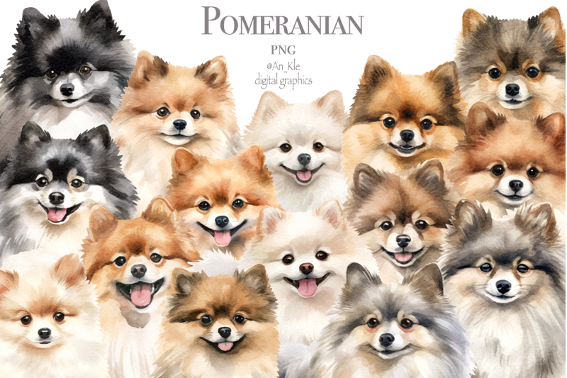 pomeranian