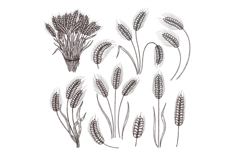 sketch-wheat-vintage-hand-drawn-harvest-wheat-stalks-detailed-ears-o